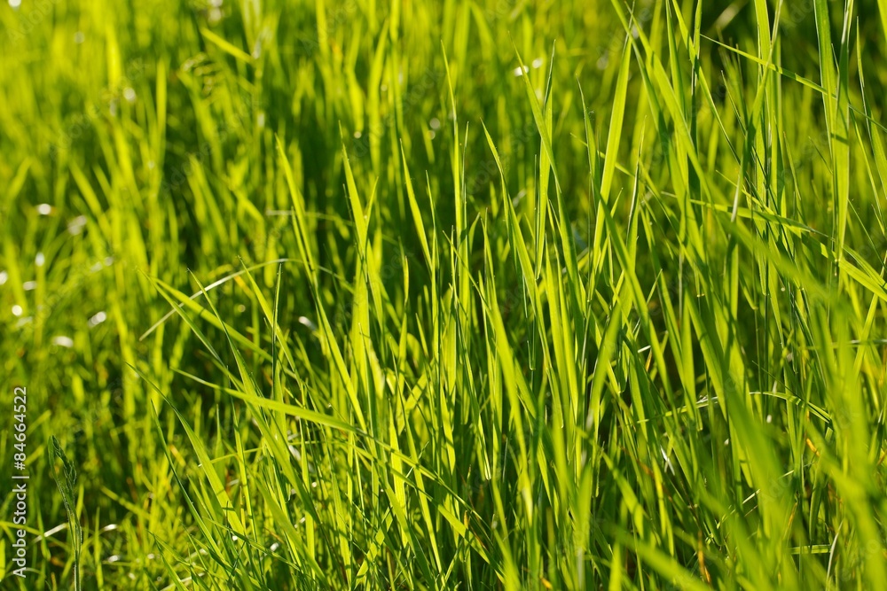 Green Grass Green Grass