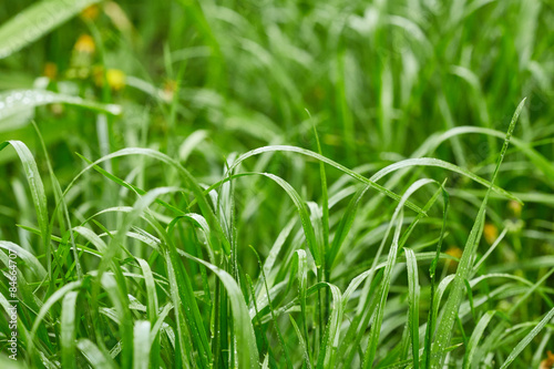 Grass with drops of water