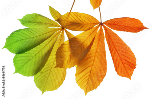 Autumn leaves of chestnut tree (Aesculus hippocastanum)