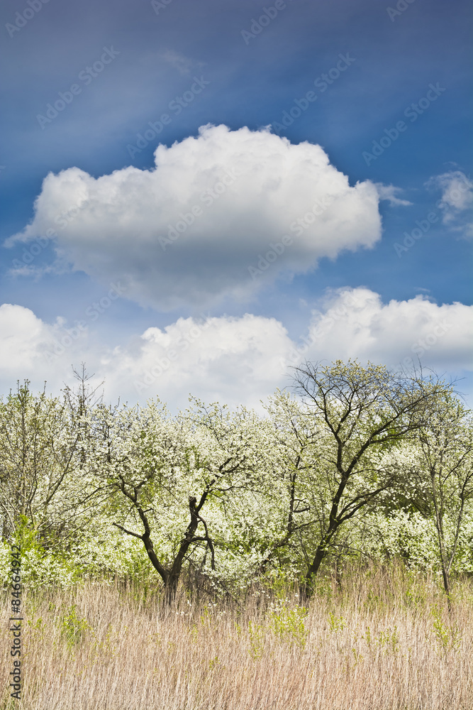 Obraz premium Stary wkitnący sad na tle błękitnego nieba z białymi chmurami