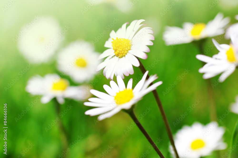 Fototapeta premium Daisy flowers