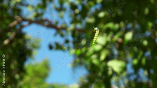 caterpillar hanging from a tree photo