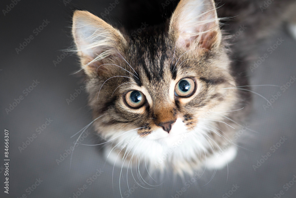 Fototapeta mały puszysty kotek na szarym tle