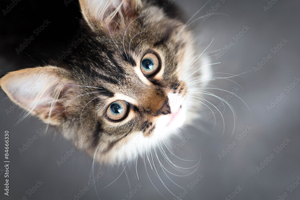 Fototapeta premium mały puszysty kotek na szarym tle