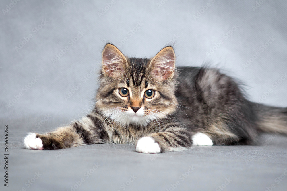 Portrait of the playful kitten