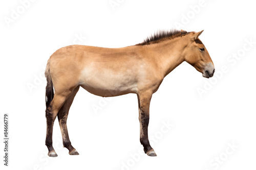 Przewalski's horse photo