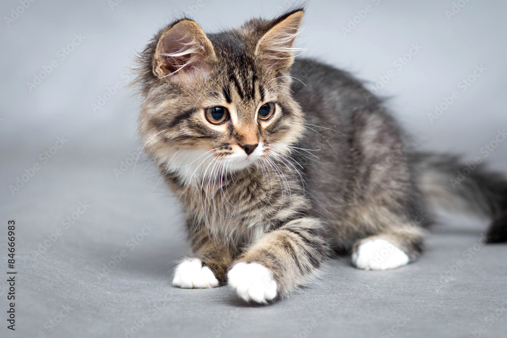little fluffy kitten on a gray background