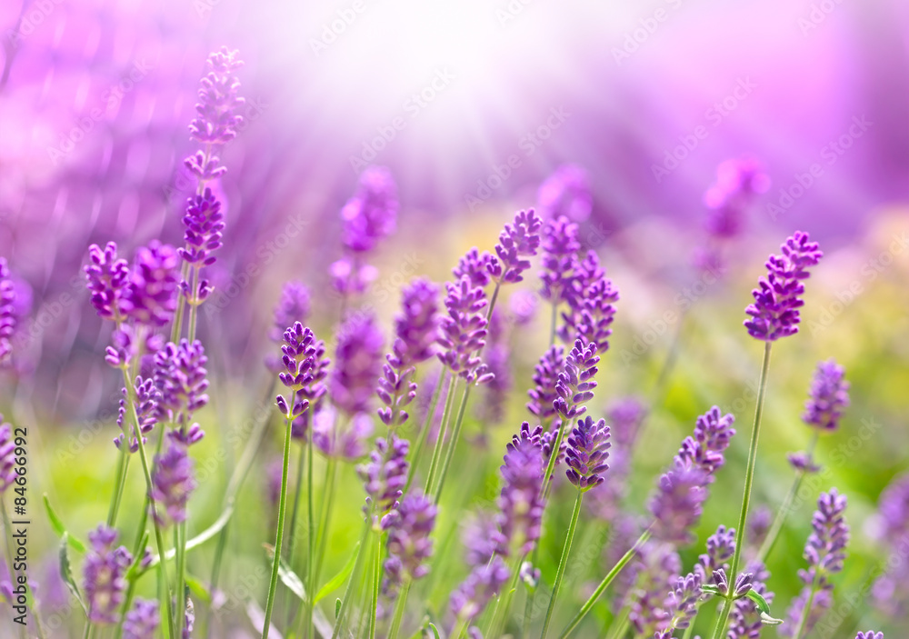 Naklejka premium Beautiful lavender bathed in sunlight - sun rays