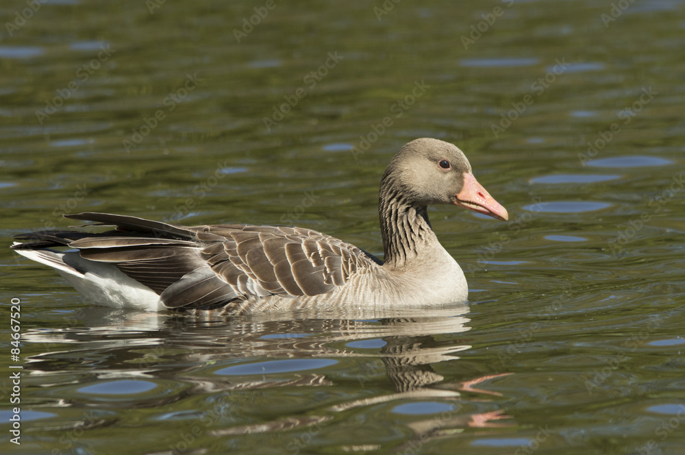 Obraz premium Greylag Goose