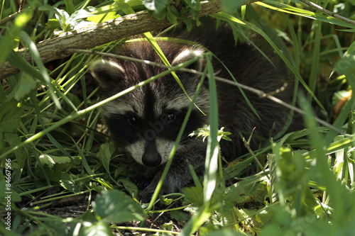 junger waschbär photo