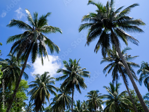 coconut tree