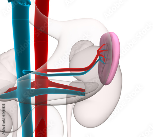 Spleen Human Anatomy with circulatory system isolated on white