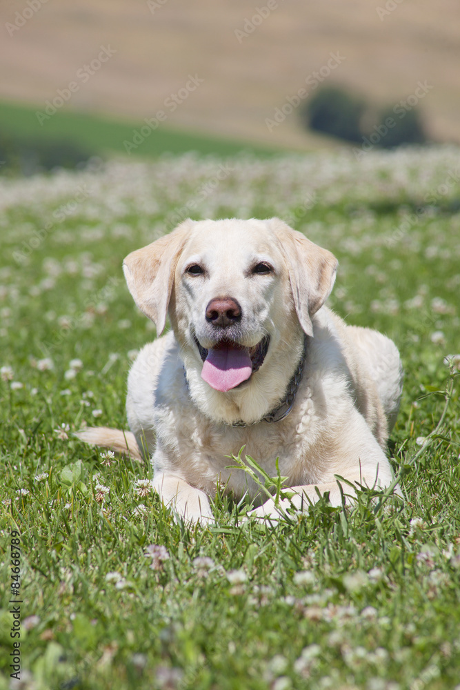 yellow labrador yellow labrador