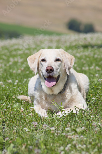 yellow labrador