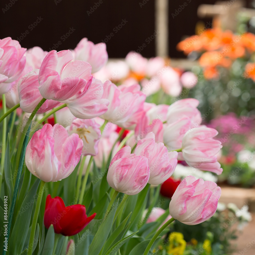 Obraz premium colorful tulips flower blooming in floral garden