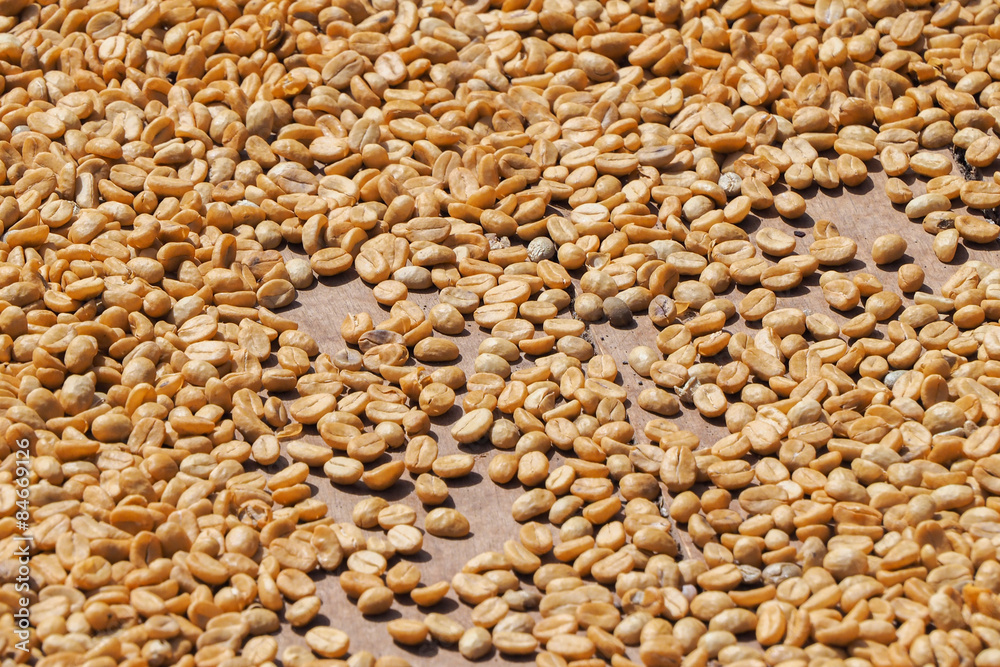 Young coffee beans start being dried by sun on a wooden floor Young coffee beans start being dried by sun on a wooden floor