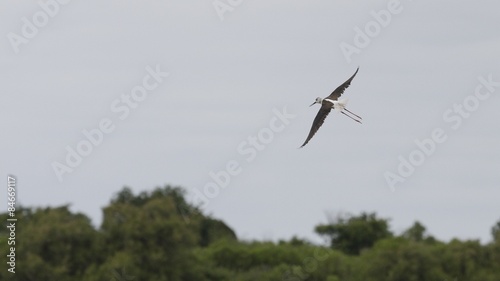 cigogne en vol de . . .cot  