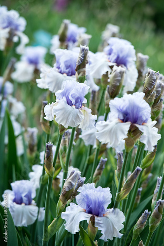 Irises blossoming in a garden  Giardino dell  Iris in Florence  Italy.   