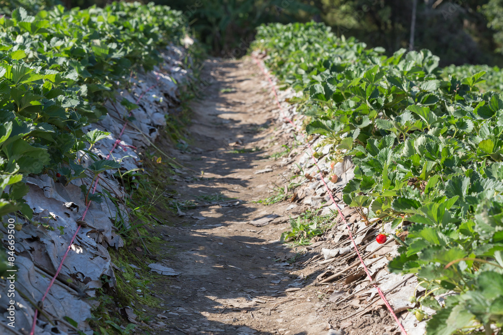 strawberry fruit in field plantation of agriculture strawberry fruit in field plantation of agriculture