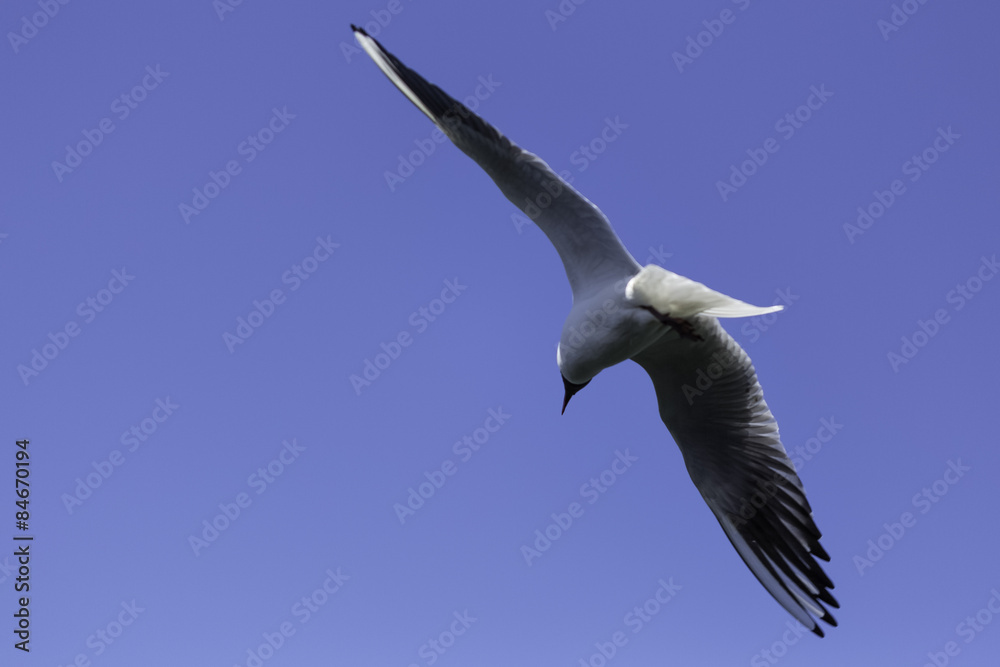 Obraz premium Flugstaffel Möwen