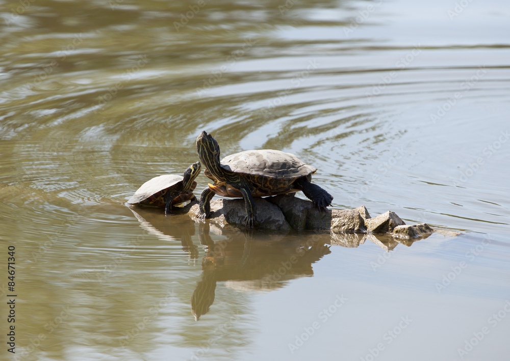 Obraz premium Two water turtles on the rock