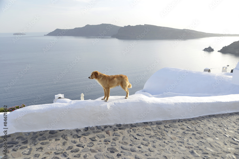 dog on wall, Santorini Greece - obrazy, fototapety, plakaty 