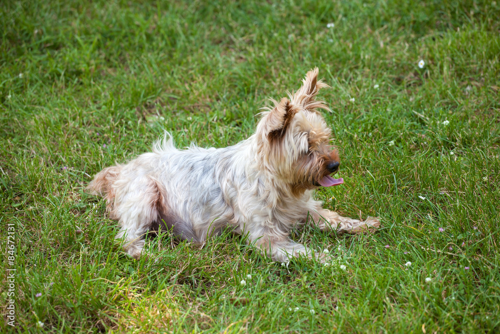 Yorkshire terrier dog on the grass