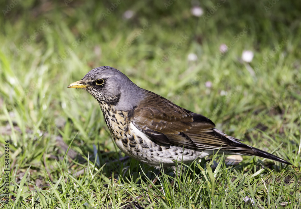 Small bird on grass Small bird on grass