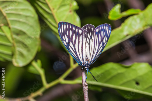 Female Drury's Jewel moth photo