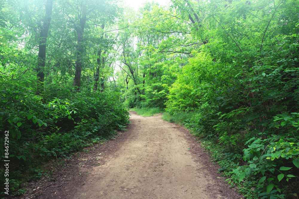 Obraz premium misty morning in a park