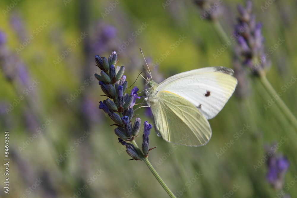 Weißer Schmetterling an Lavendel Weißer Schmetterling an Lavendel