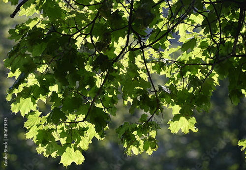 arbre...printemps