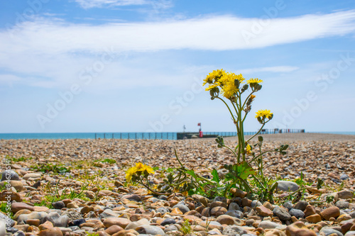 Φωτογραφία Dandelion plant growing on the beach amongst the pebbles.