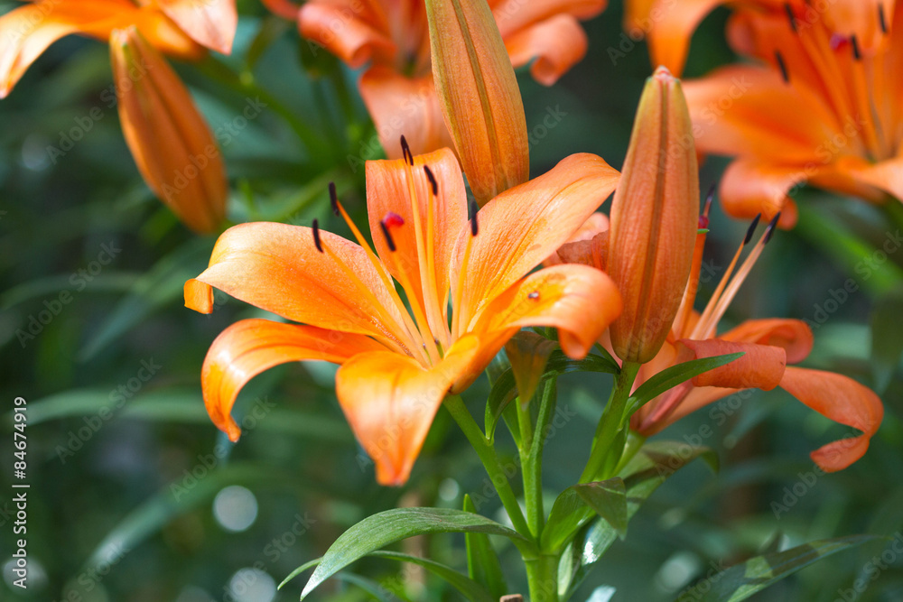 Blossoming lilies in the garden Blossoming lilies in the garden
