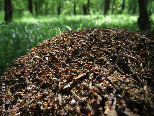 Ants in an anthill working in an oak forest. photo