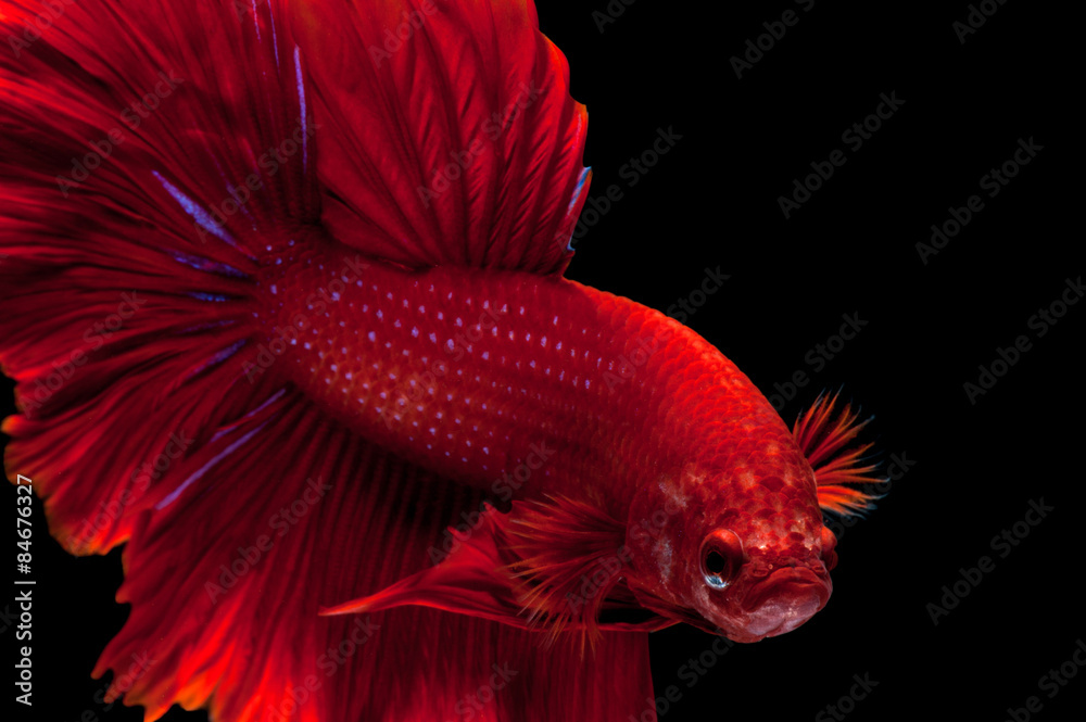 Fototapeta premium Red siamese fighting fish