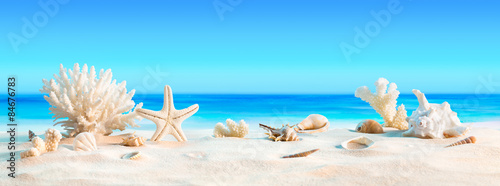 Landscape with seashells on tropical beach - summer holiday

