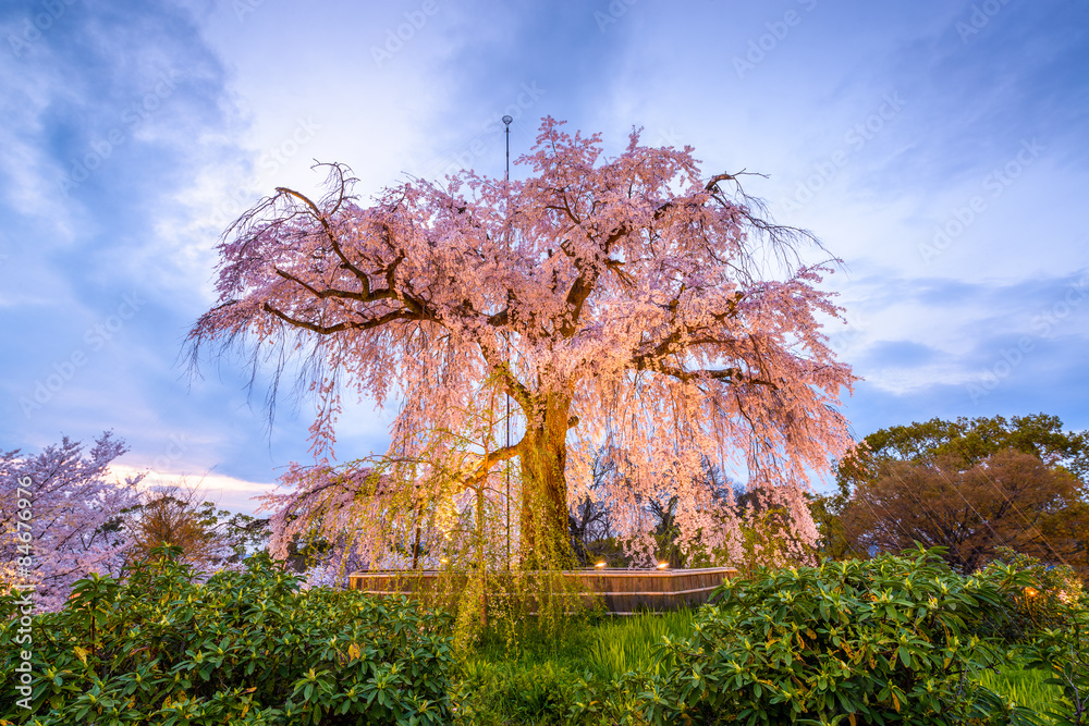 Obraz premium Maruyama Park in Spring