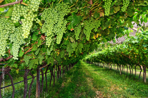 vineyard on summer - Trentino, Italy