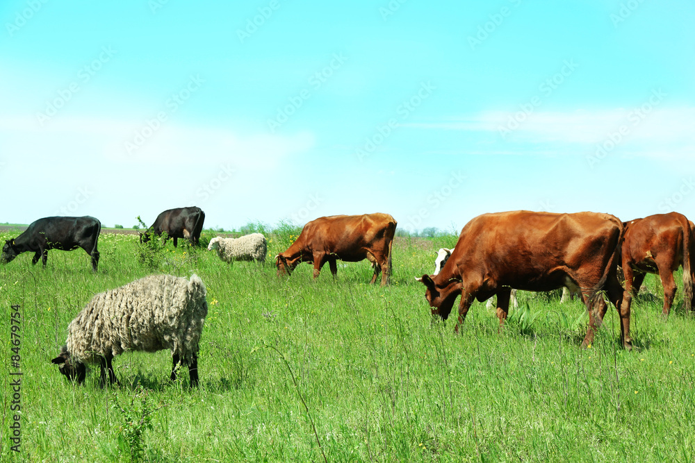 Paddock livestock in lawn