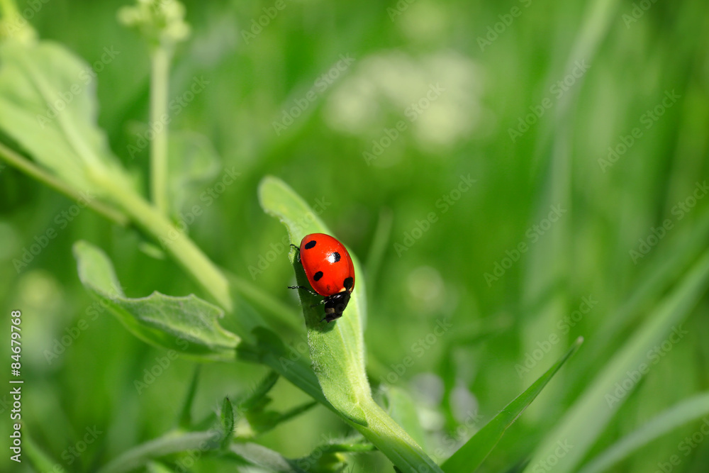 Ladybug on green leaf on blurred background Ladybug on green leaf on blurred background