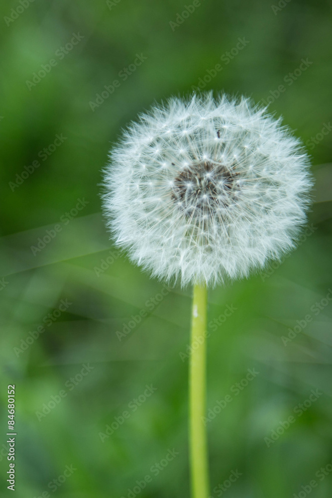 Löwenzahn, Pusteblume auf Frühlingswiese Löwenzahn, Pusteblume auf Frühlingswiese