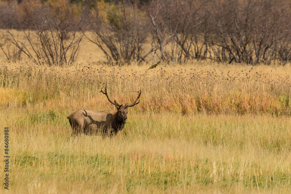 Obraz premium Bull Elk in the Rut