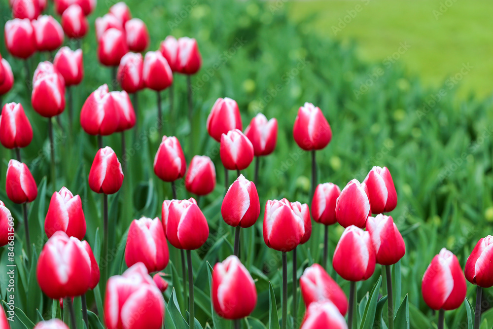 tulipe triumph rajka rose et blanche
