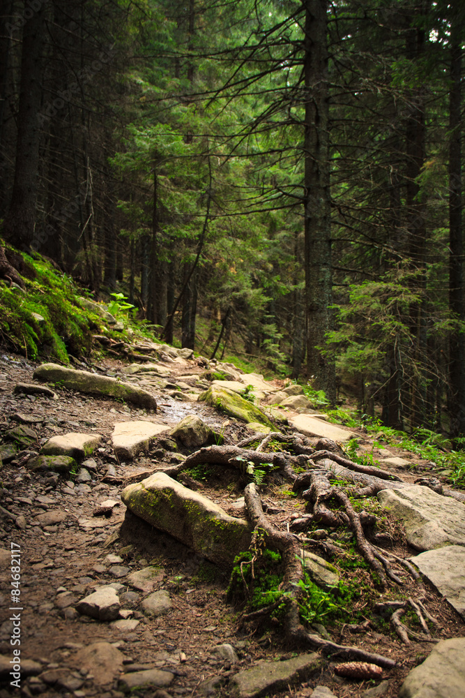 Dense mountain forest and path between the roots of trees. Dense mountain forest and path between the roots of trees.