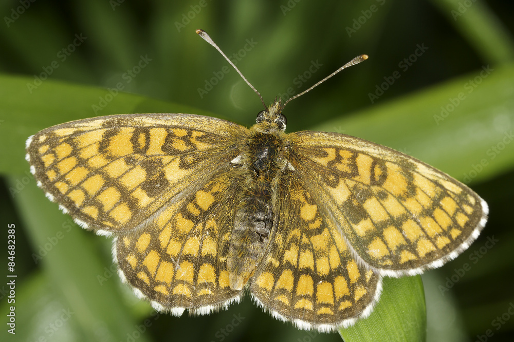 Obraz premium Melitaea athalia butterfly in natural habitat - close up