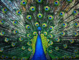 Fototapete Pfau Pfau Nahaufnahme im Sonnenlicht  © misu