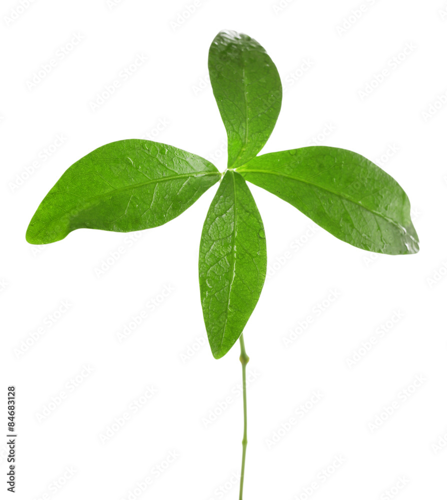 Green leaf isolated on white Green leaf isolated on white