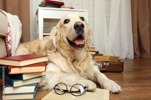 Fototapeta Naklejka Na Ścianę i Meble -  Portrait of cute Labrador with pile of books in room