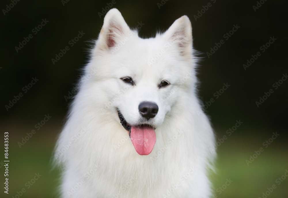 Fototapeta premium Pedigree samoyed dog